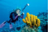 diving cayman