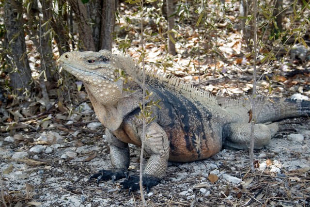 Cayman Islands Department of Tourism Cayman Islands Department of Tourism Cayman Islands