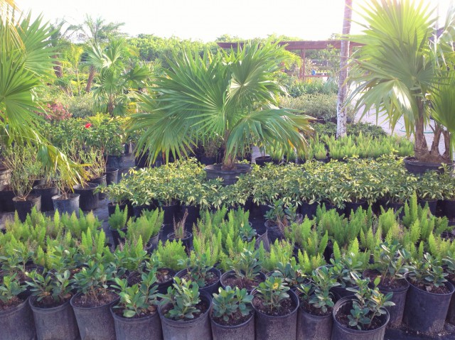 Pro Plus Gardening Services Pro Plus Gardening Services Cayman Islands