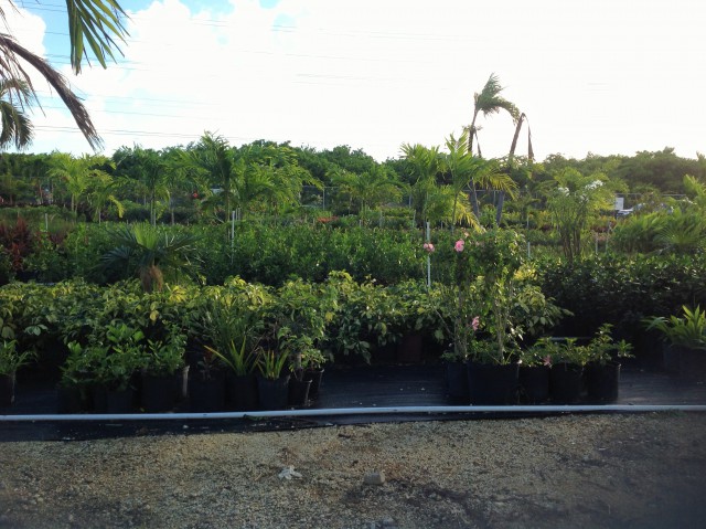 Pro Plus Gardening Services Pro Plus Gardening Services Cayman Islands