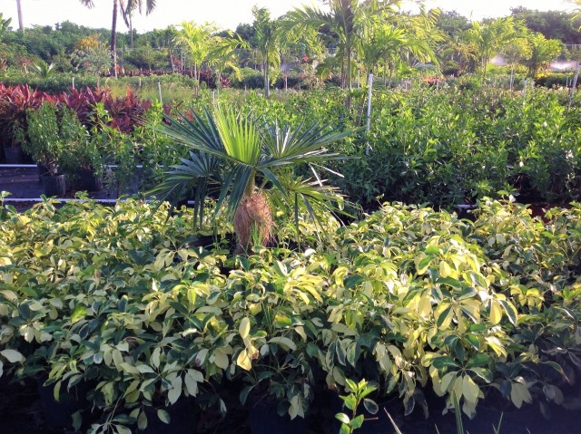 Pro Plus Gardening Services Pro Plus Gardening Services Cayman Islands