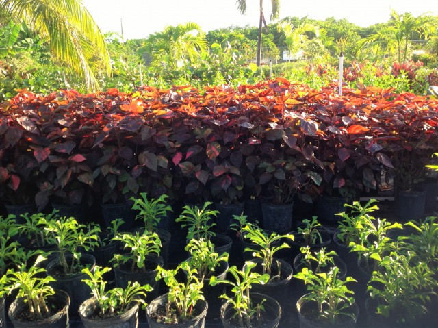 Pro Plus Gardening Services Pro Plus Gardening Services Cayman Islands