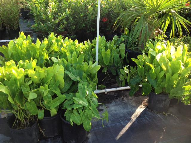 Pro Plus Gardening Services Pro Plus Gardening Services Cayman Islands