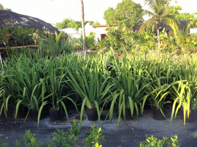 Pro Plus Gardening Services Pro Plus Gardening Services Cayman Islands