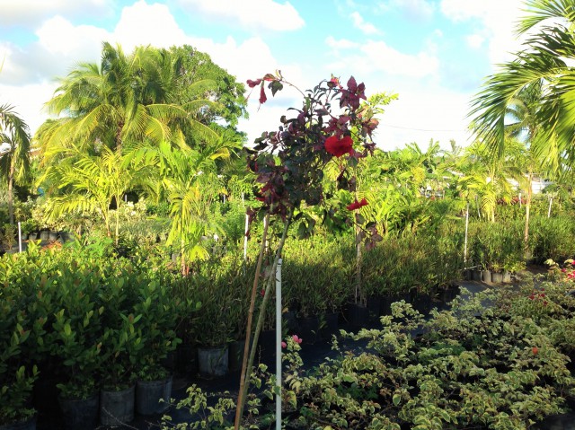 Pro Plus Gardening Services Pro Plus Gardening Services Cayman Islands