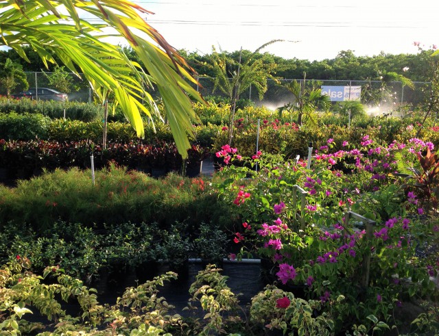 Pro Plus Gardening Services Pro Plus Gardening Services Cayman Islands