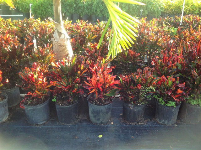 Pro Plus Gardening Services Pro Plus Gardening Services Cayman Islands