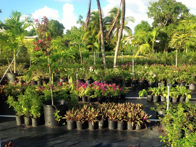 Pro Plus Gardening Services Pro Plus Gardening Services Cayman Islands