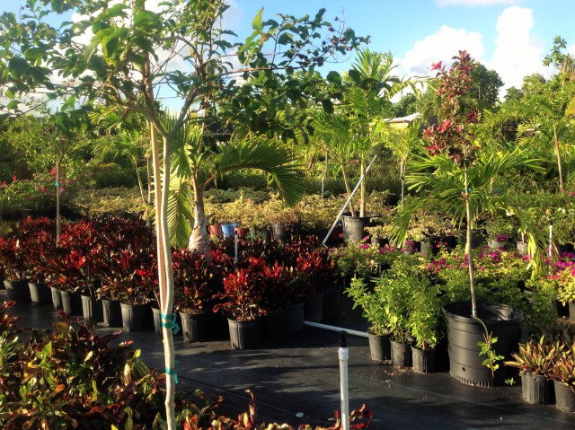 Pro Plus Gardening Services Pro Plus Gardening Services Cayman Islands