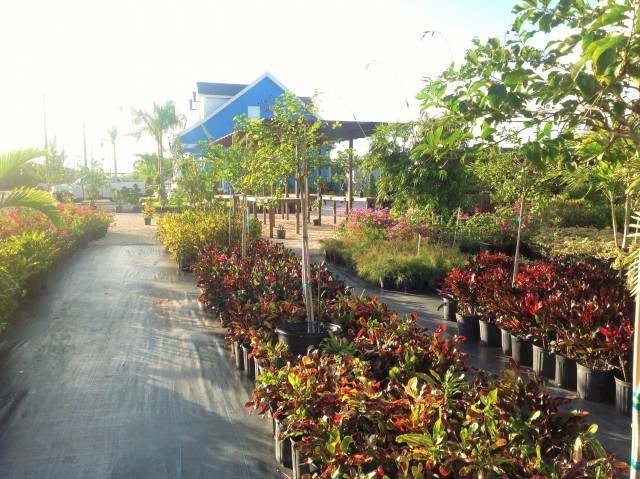 Pro Plus Gardening Services Pro Plus Gardening Services Cayman Islands