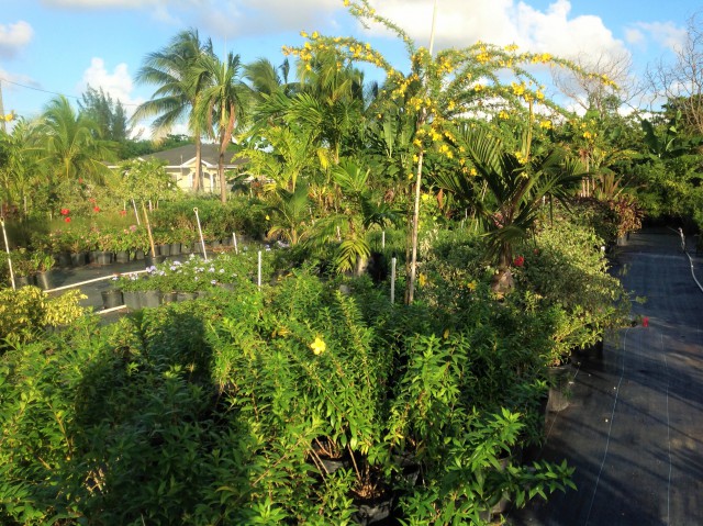 Pro Plus Gardening Services Pro Plus Gardening Services Cayman Islands