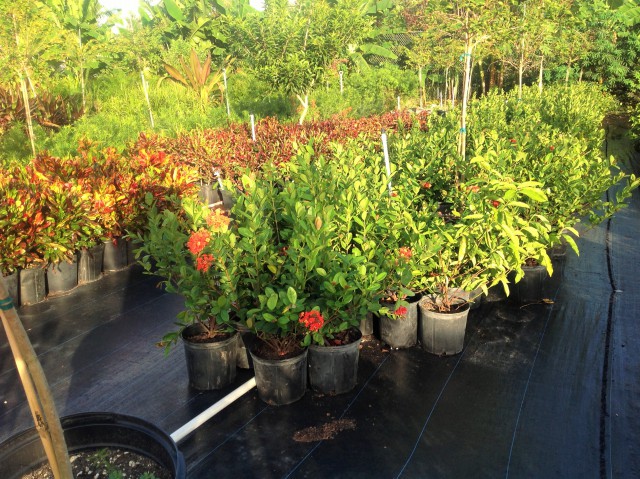 Pro Plus Gardening Services Pro Plus Gardening Services Cayman Islands