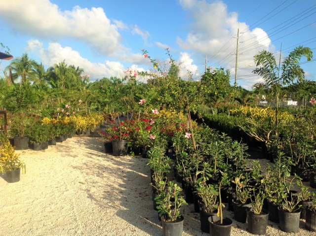 Pro Plus Gardening Services Pro Plus Gardening Services Cayman Islands