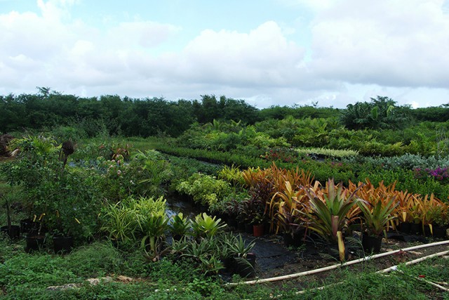 Garden & Gifts Garden & Gifts Cayman Islands