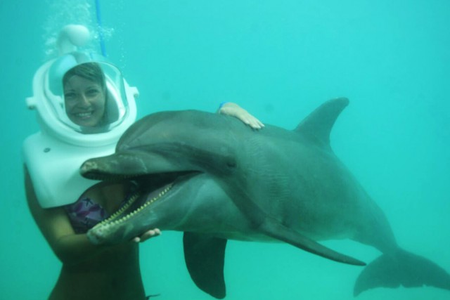 Dolphin Discovery Dolphin Discovery Cayman Islands