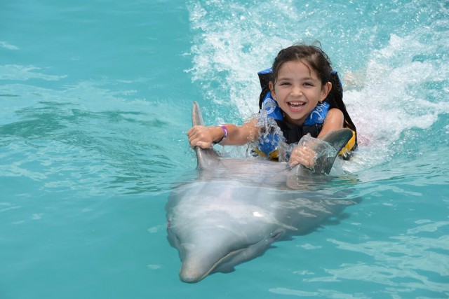 Dolphin Discovery Dolphin Discovery Cayman Islands