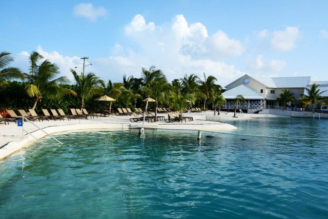 Dolphin Discovery Dolphin Discovery Cayman Islands