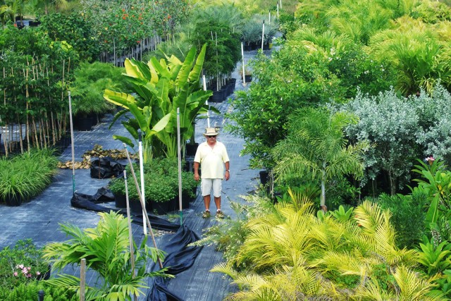Cayman Growers Cayman Growers Cayman Islands