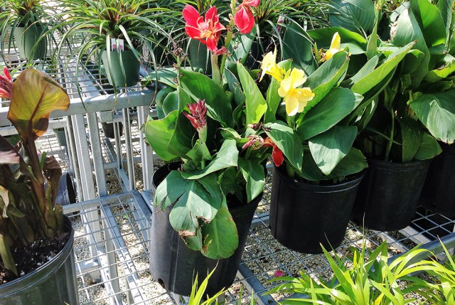 Pro Plus Gardening Services Pro Plus Gardening Services Cayman Islands