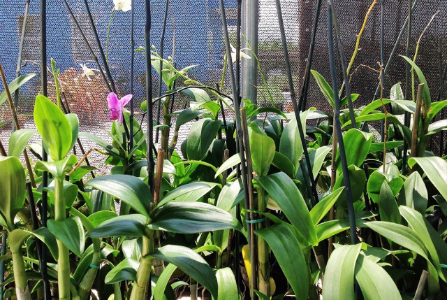 Pro Plus Gardening Services Pro Plus Gardening Services Cayman Islands
