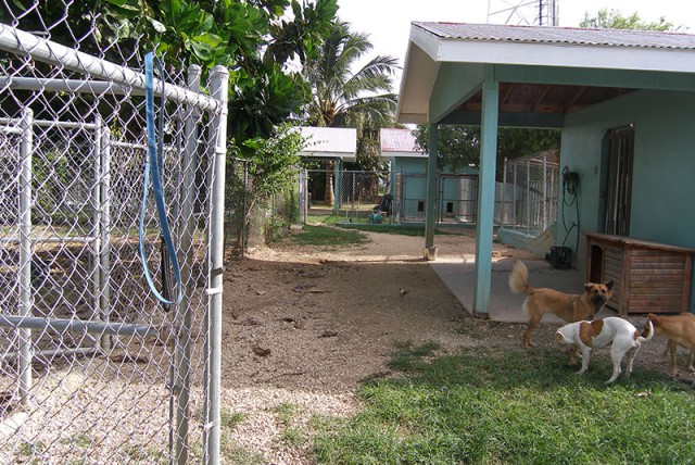 Cayman Pet Paradise (Cheval Ranche) Cayman Pet Paradise (Cheval Ranche) Cayman Islands