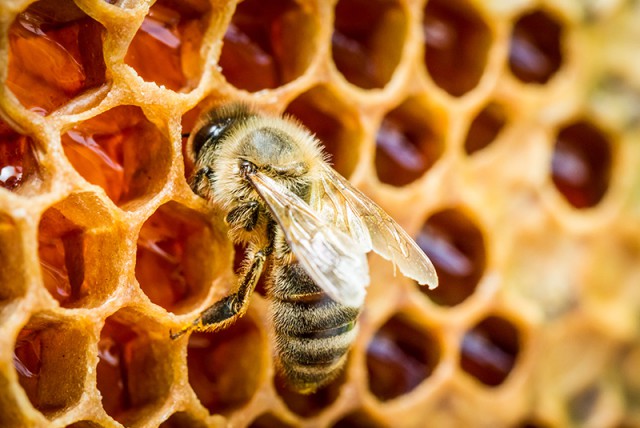 Cayman Bee Farm Ltd. Cayman Bee Farm Ltd. Cayman Islands