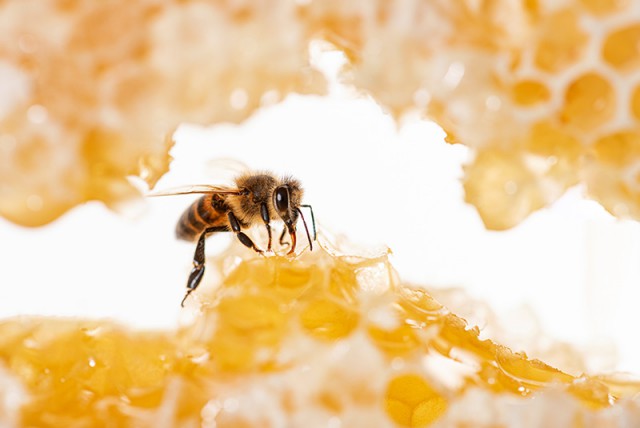 Cayman Bee Farm Ltd. Cayman Bee Farm Ltd. Cayman Islands