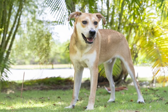 Adopt A Pet Drive Adopt A Pet Drive Cayman Islands
