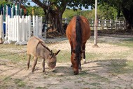 Equestrian Center Riding School & Boarding Stables Equestrian Center Riding School & Boarding Stables Cayman Islands
