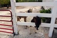 Equestrian Center Riding School & Boarding Stables Equestrian Center Riding School & Boarding Stables Cayman Islands