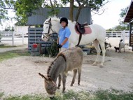 Equestrian Center Riding School & Boarding Stables Equestrian Center Riding School & Boarding Stables Cayman Islands