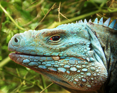 Blue Iguana Recovery Programme Blue Iguana Recovery Programme Cayman Islands