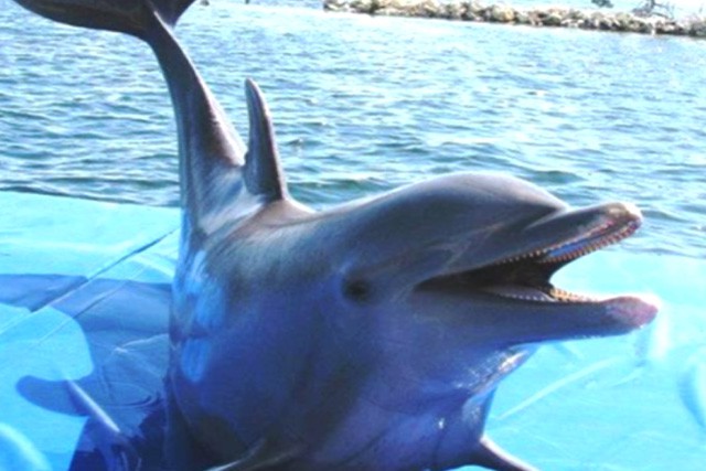 Dolphin Cove Ltd. Dolphin Cove Ltd. Cayman Islands