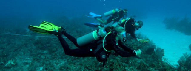 Central Caribbean Marine Institute ( CCMI ) Central Caribbean Marine Institute ( CCMI ) Cayman Islands