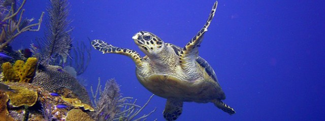 Central Caribbean Marine Institute ( CCMI ) Central Caribbean Marine Institute ( CCMI ) Cayman Islands