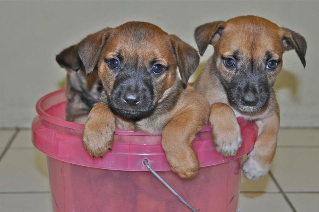 Cayman Islands Humane Society Cayman Islands Humane Society Cayman Islands