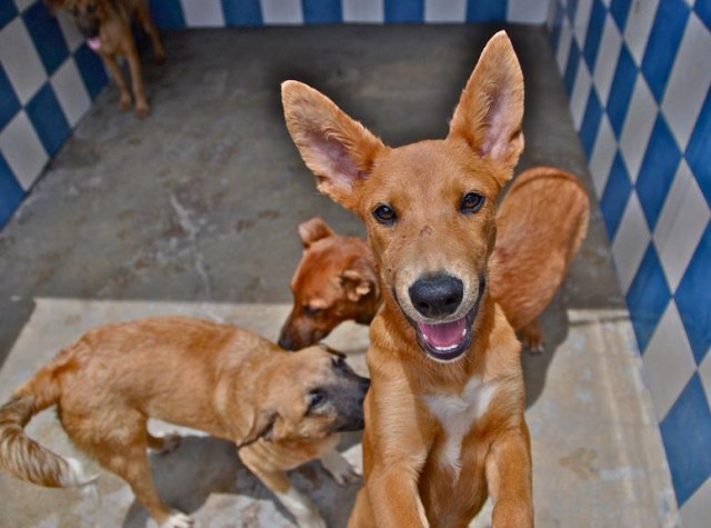 Cayman Islands Humane Society Cayman Islands Humane Society Cayman Islands