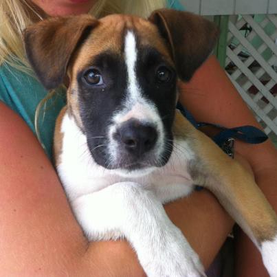 Cayman Islands Humane Society - ECayOnline