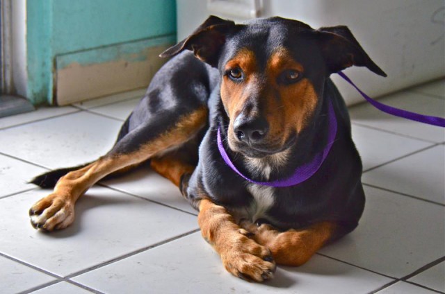 Cayman Islands Humane Society Cayman Islands Humane Society Cayman Islands