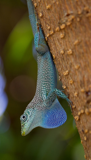 A Blue Anole Lizard in Grand Cayman