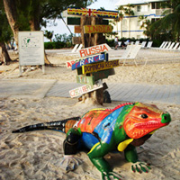 Cayman Islands Painted Iguana in front of Global Direction Sign